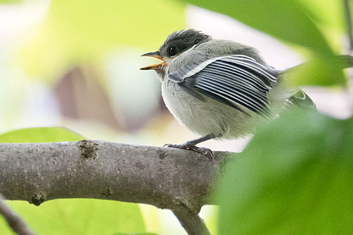 シジュウカラ 巣立ち雛