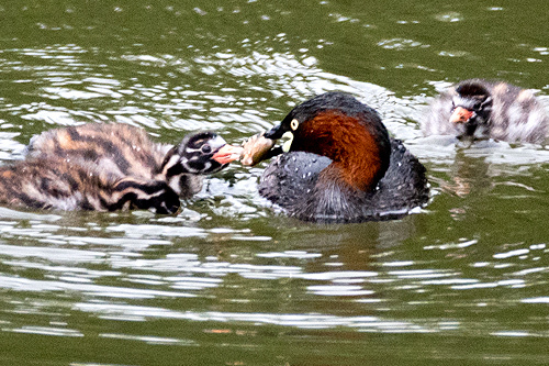カイツブリの雛