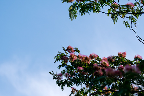 合歓の木の花