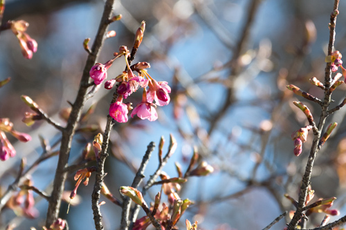 河津桜