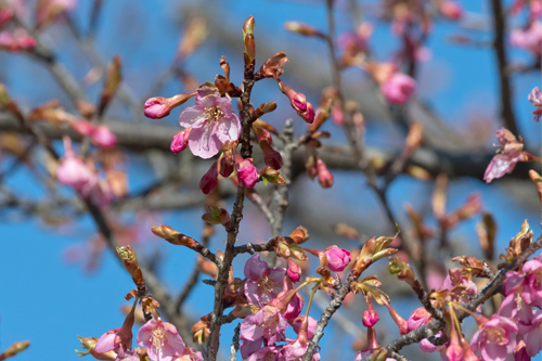河津桜