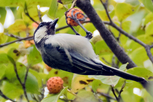 シジュウカラ