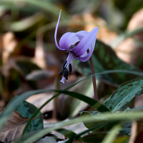 カタクリの花