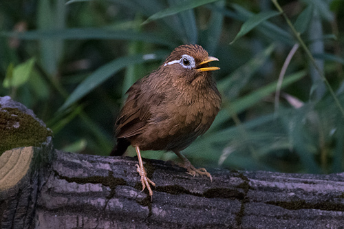 ガビチョウ