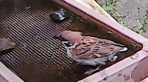 尾羽の無いスズメ