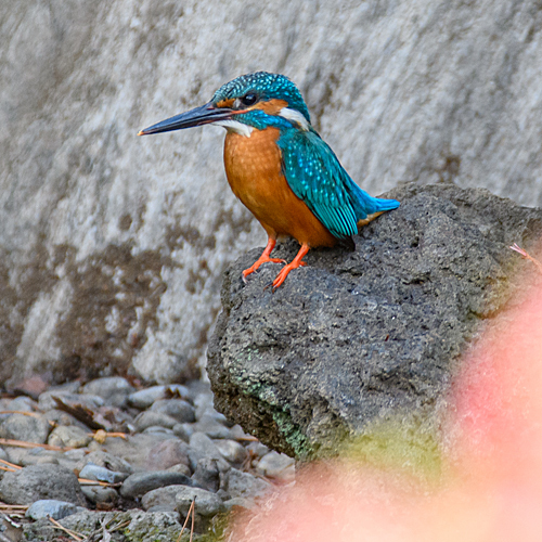 カワセミ